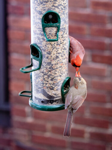 One way to help birds this winter